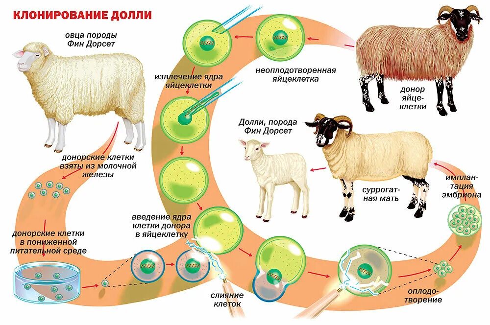 Биотехнология гибридизация. Клонирование овечки Долли схема клонирования. Процесс клонирования овечки Долли. Клонирование животных Овечка Долли. Клонирование на примере овечки Долли.