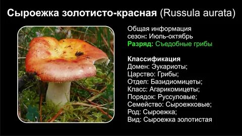 К каким грибам относится сыроежка