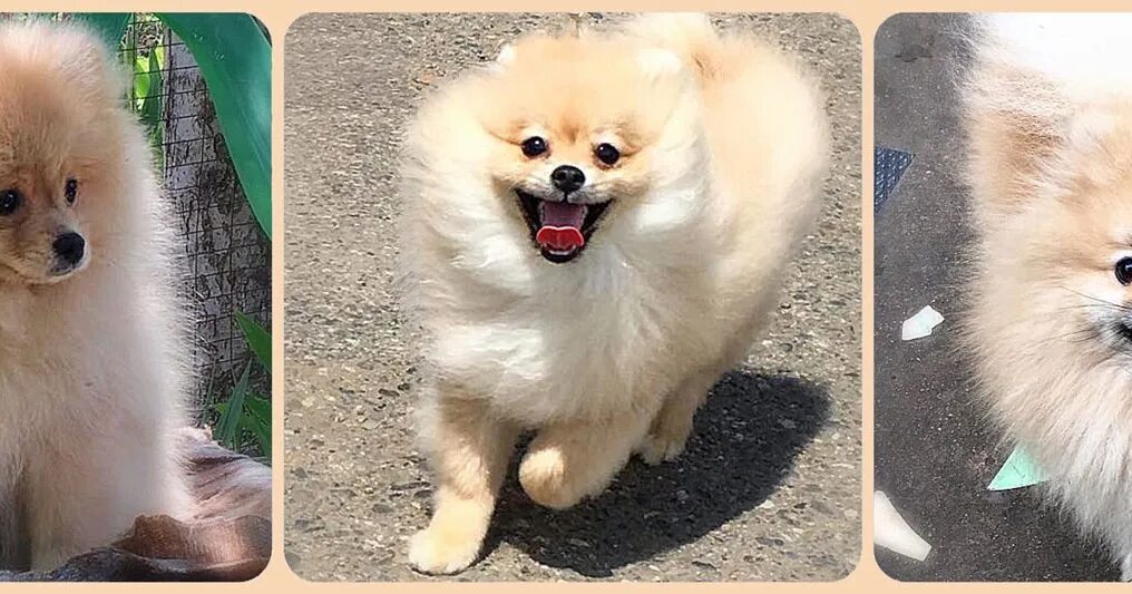 Минусы собаки шпиц. Дрессировка шпица. Шпиц померанец. Шпиц плюсы и минусы породы. Маленькая собачка померанский шпиц.