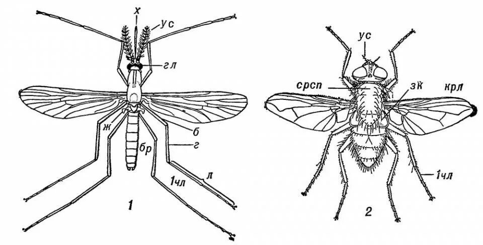 Крылья мухи схема. Строение двукрылых Имаго. Строение двукрылых насекомых. Строение крыла двукрылых. Отряд Двукрылые внешнее строение.