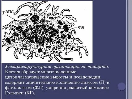 Гистиоциты