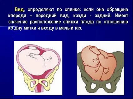 Предохраняет плод от механических повреждений