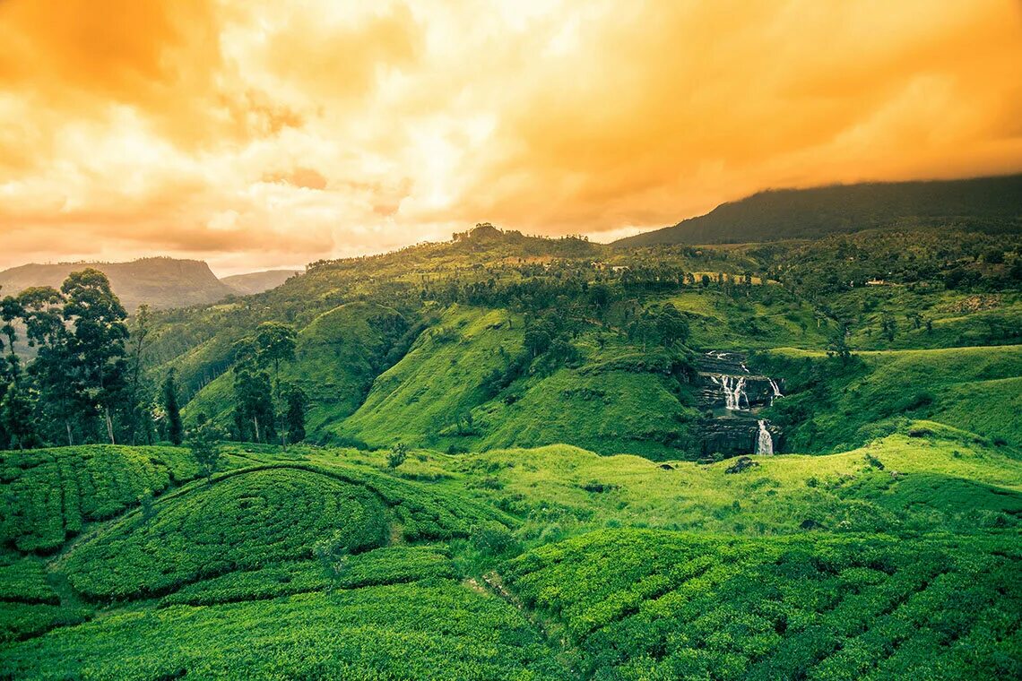 Остров Цейлон. Канди чайные плантации. Природа Цейлона. Шри Ланка чайные плантации.