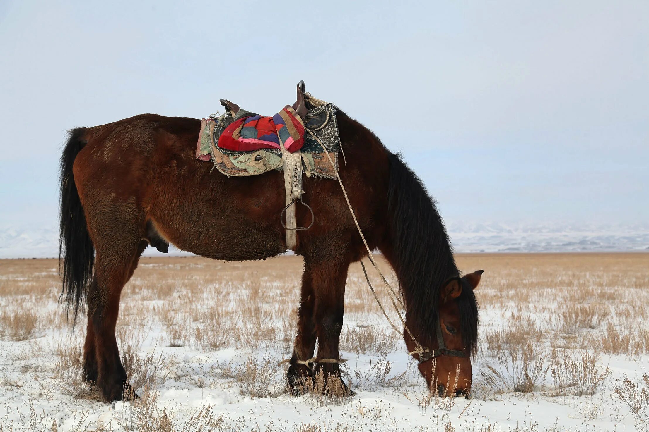 Казахская лошадь