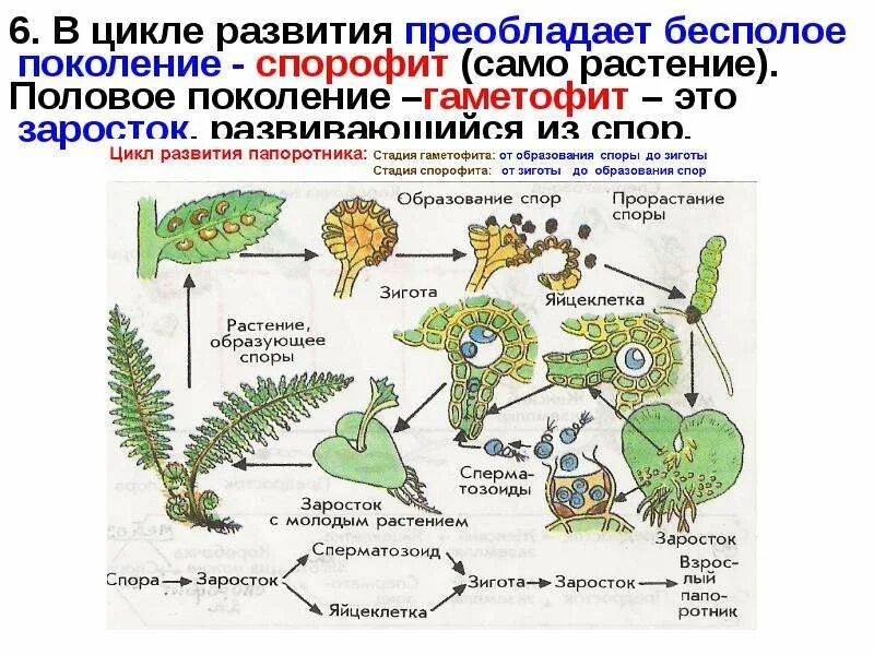 Преобладание в цикле развития спорофита