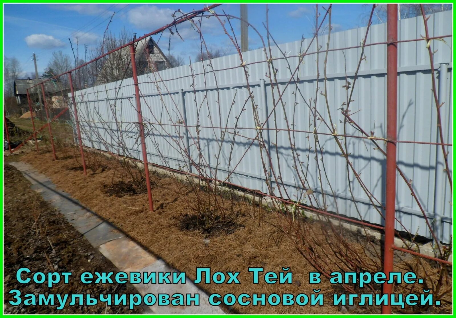 Как подвязать ежевику правильно к шпалере фото Ежевика: выращивание, уход и сбор урожая Азбука садовода