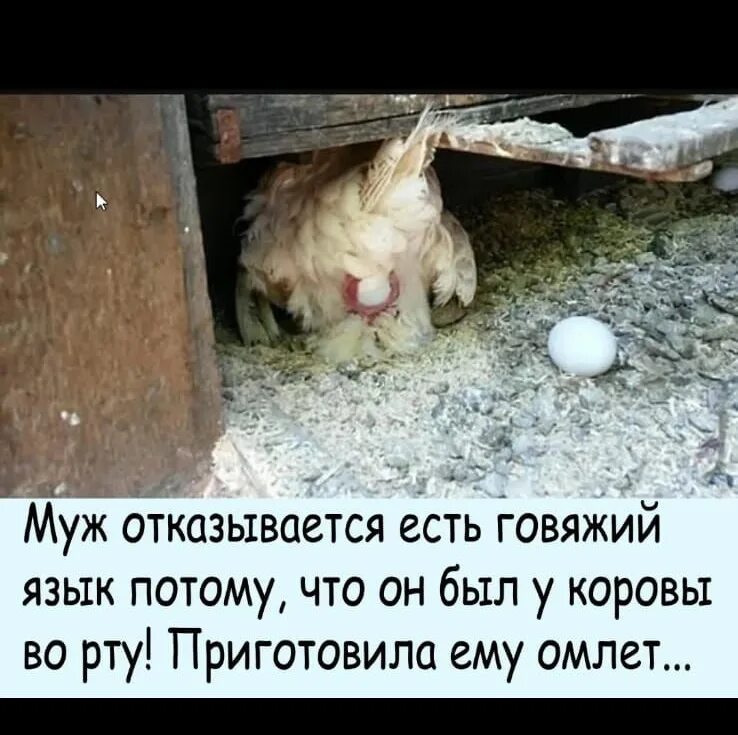 Сколько яиц снесет. Сколько яиц снесет