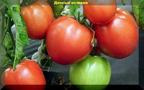 Томат клуша описание и фото характеристики