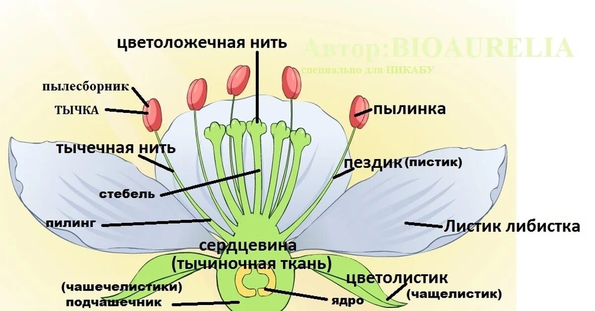 Моя лаборатория биология 6 класс строение цветка. Как устроен цветок. цветок биология. строение цветка тюльпана. строение цветка тюльпана биология 6 класс.
