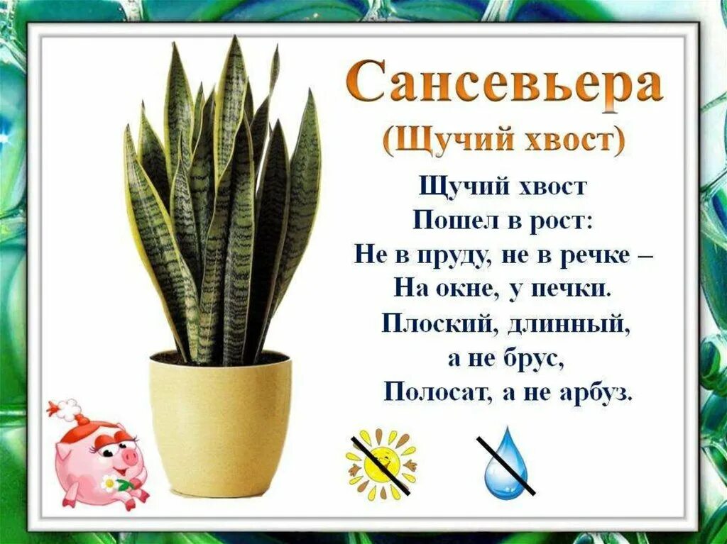 Сансевиерия щучий хвост название. Щучий хвост Родина растения. Соломенникова мир комнатных растений