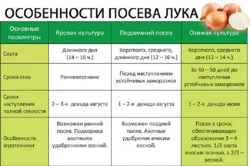 Когда можно сажать лук в теплицу. Лук репчатый схема посадки.