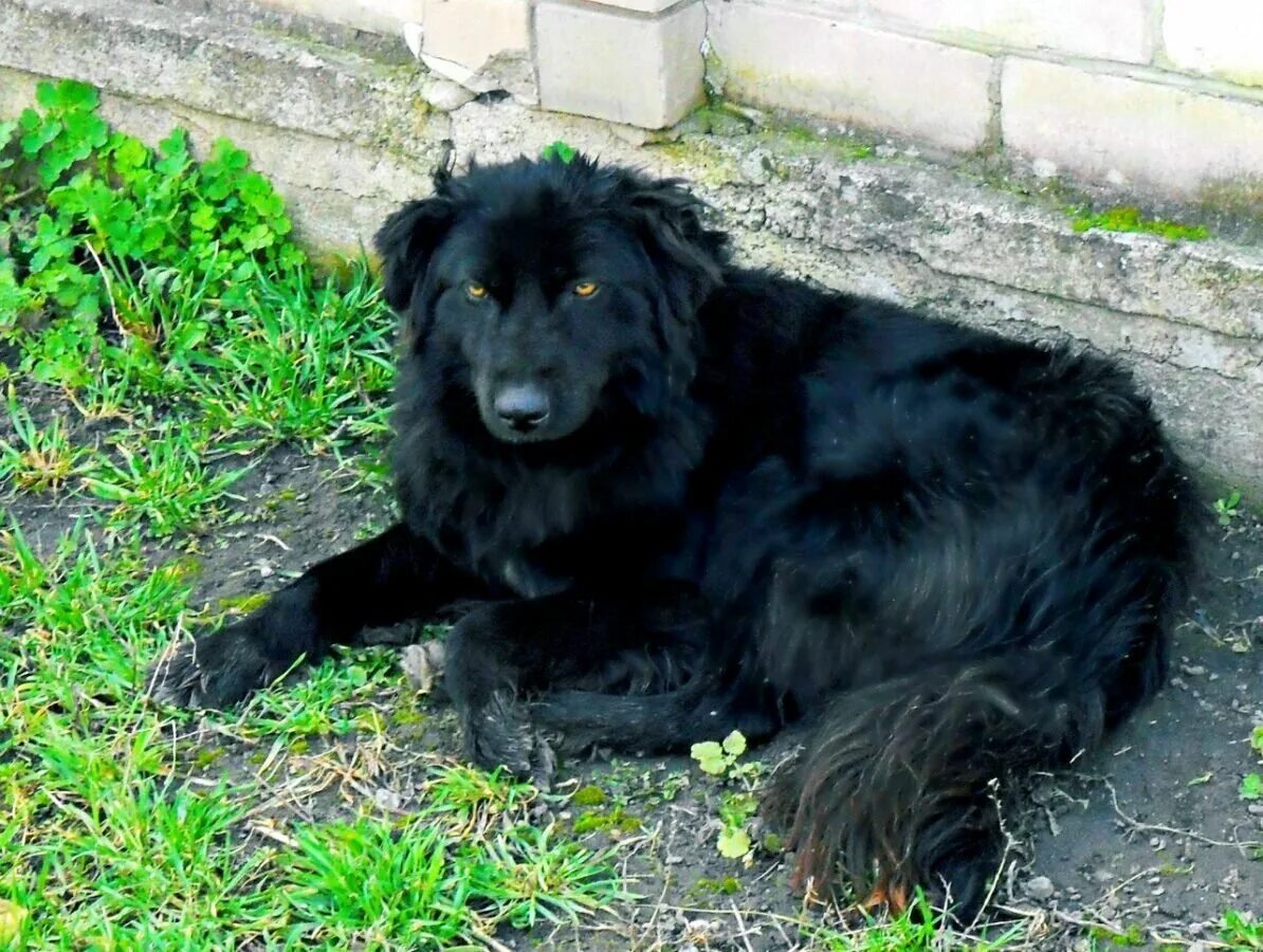 Большая черная собака. Метис ньюфаундленда. Ньюфаундленд и дворняга. Собака дворняжка черная лохматая. Большая черная пушистая собака.