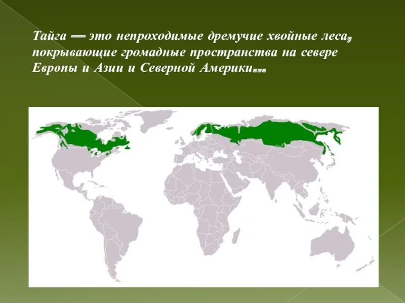 Природные зоны Евразии Тайга. Тайга на карте. Географическое положение тайги. Тайга на карте России.