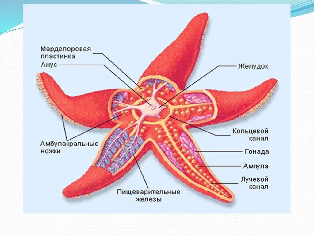 Характеристика морской звезды. Тип иглокожие внешнее строение. Внешнее строение иглокожих рисунок. Тип иглокожие внутреннее строение. Схема внутреннего строения морской звезды.