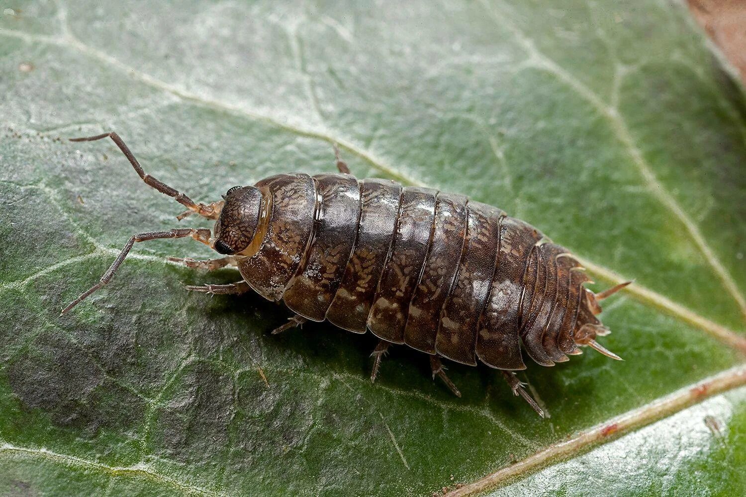 Какие среды освоили жуки. Мокрицы Porcellio scaber. Мокрица Жук личинки. Жук чешуйница. Мокрица обыкновенная насекомое.