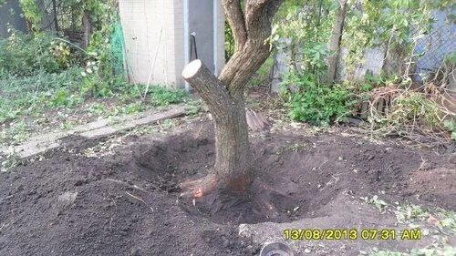 Как выкорчевать дерево своими руками