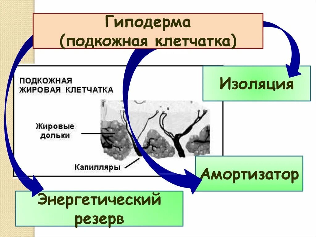 Гиподерма строение и функции. Функции гиподермы кожи. Изоляция гиподерма. Гиподерма строение. Гиподерма млекопитающих.