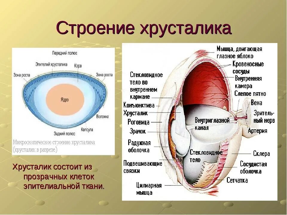 Слои хрусталика. Строение хрусталика глаза. хрусталик строение анатомия. хрусталик глаза строение и функции. послойное строение хрусталика.