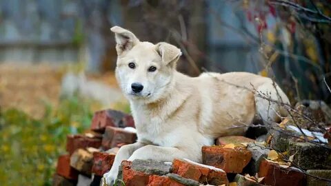 Each dog