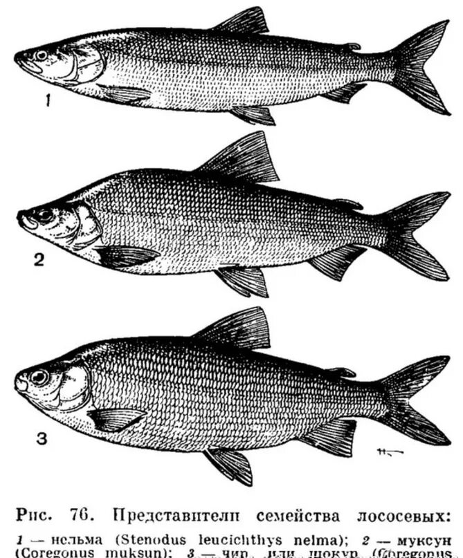 Как отличить рыбу. Муксун - Coregonus muksun. Нельма семейство сиговых. Сиг рыба семейства лососевых. Щекур семейство сиговых.