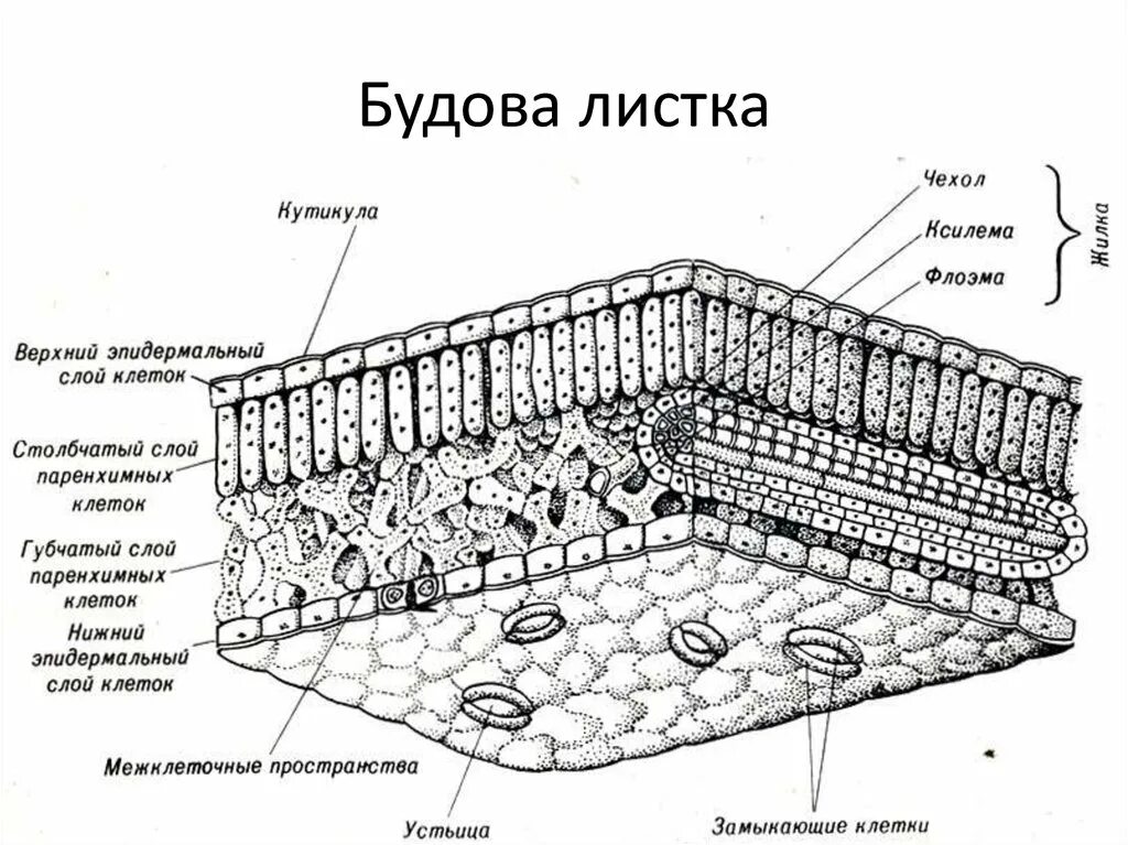 Строение листа рисунок. Строение среза листовой пластинки. Схема клеточного строения листа. Строение тканей листа растения. Анатомическое строение листовой пластинки.