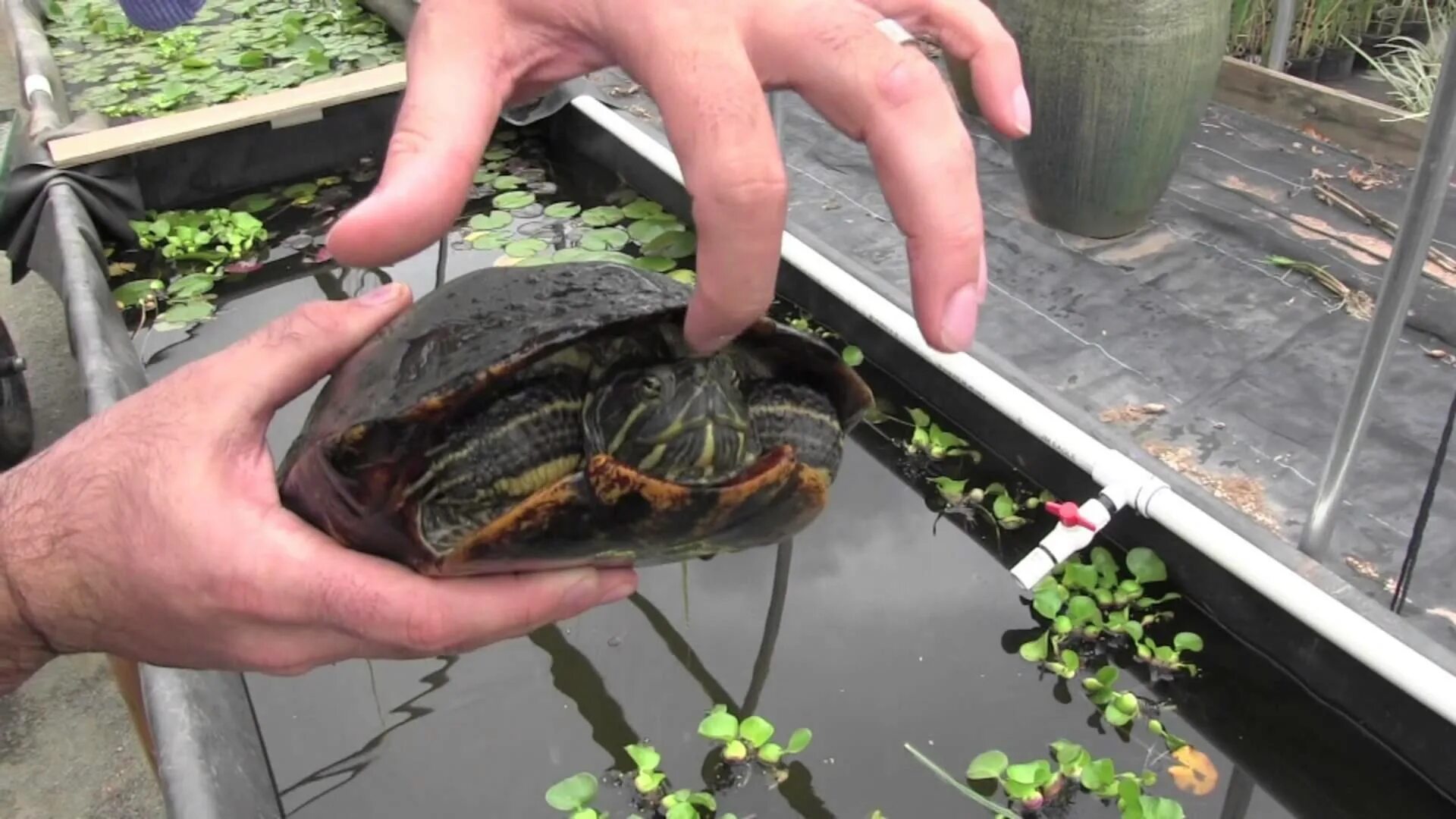 Красноухая Болотная черепаха. Красноухая черепаха / Red-eared Slider. Красноухая черепаха в дикой природе. Укус красноухой черепахи. Красноухая черепаха каких размеров