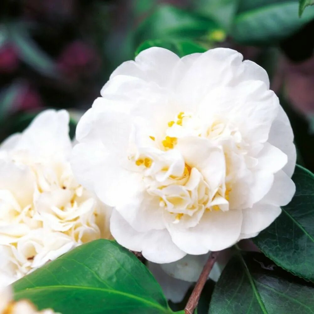 Камелия сорта. Камелия нобилиссима. camellia japonica nobilissima. камелия японская вильям бартлетт. камелия нобилиссима белая.