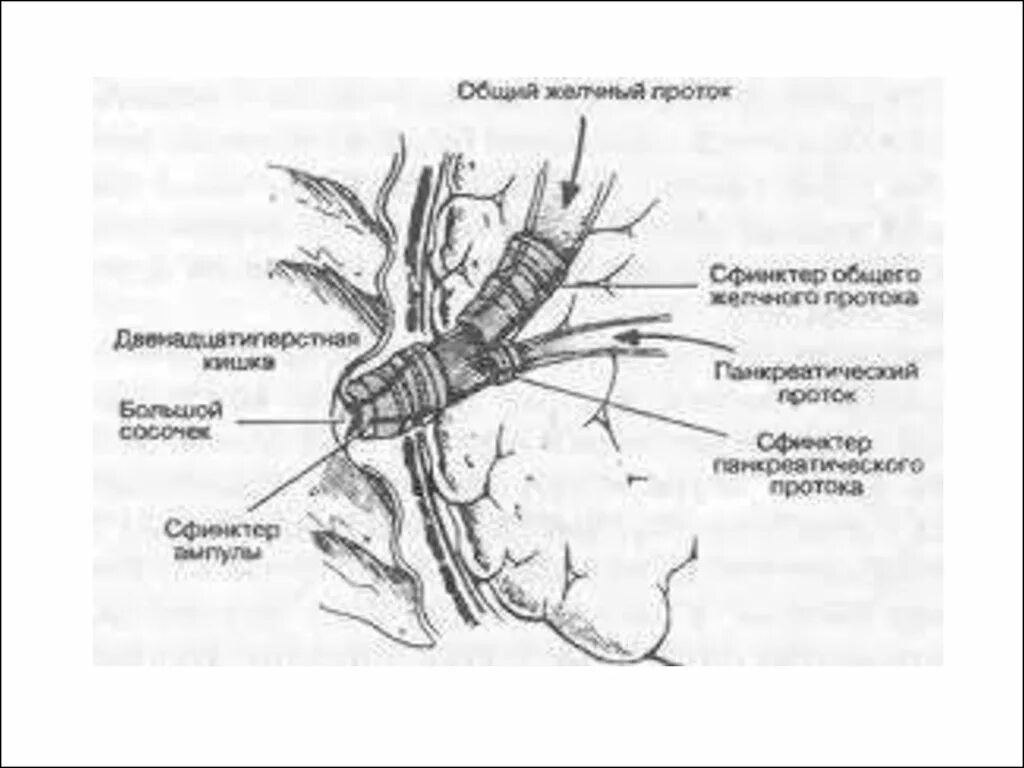 Фатеров сосочек и сфинктер Одди. Сфинктер Одди Мирицци. Общий желчный проток сфинктер Одди. Поджелудочная железа сфинктер Одди. Сфинктер латынь