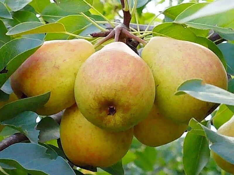 Саженцы яблони груши купить. Груша"памяти Яковлева" (Pyrus "pamyati Jakovleva"). Груша память Жегалова. Груша сорт Жегалова память. Груша память Жегалова дерево.