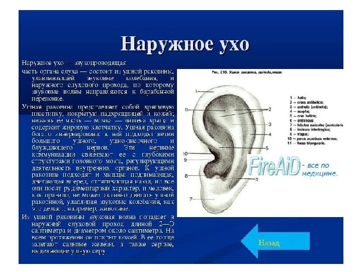 Наружный на латыни. Строение ушной раковины латынь. Анатомия наружного уха на латыни. Ушная раковина анатомия латынь. Строение наружного уха анатомия латынь.