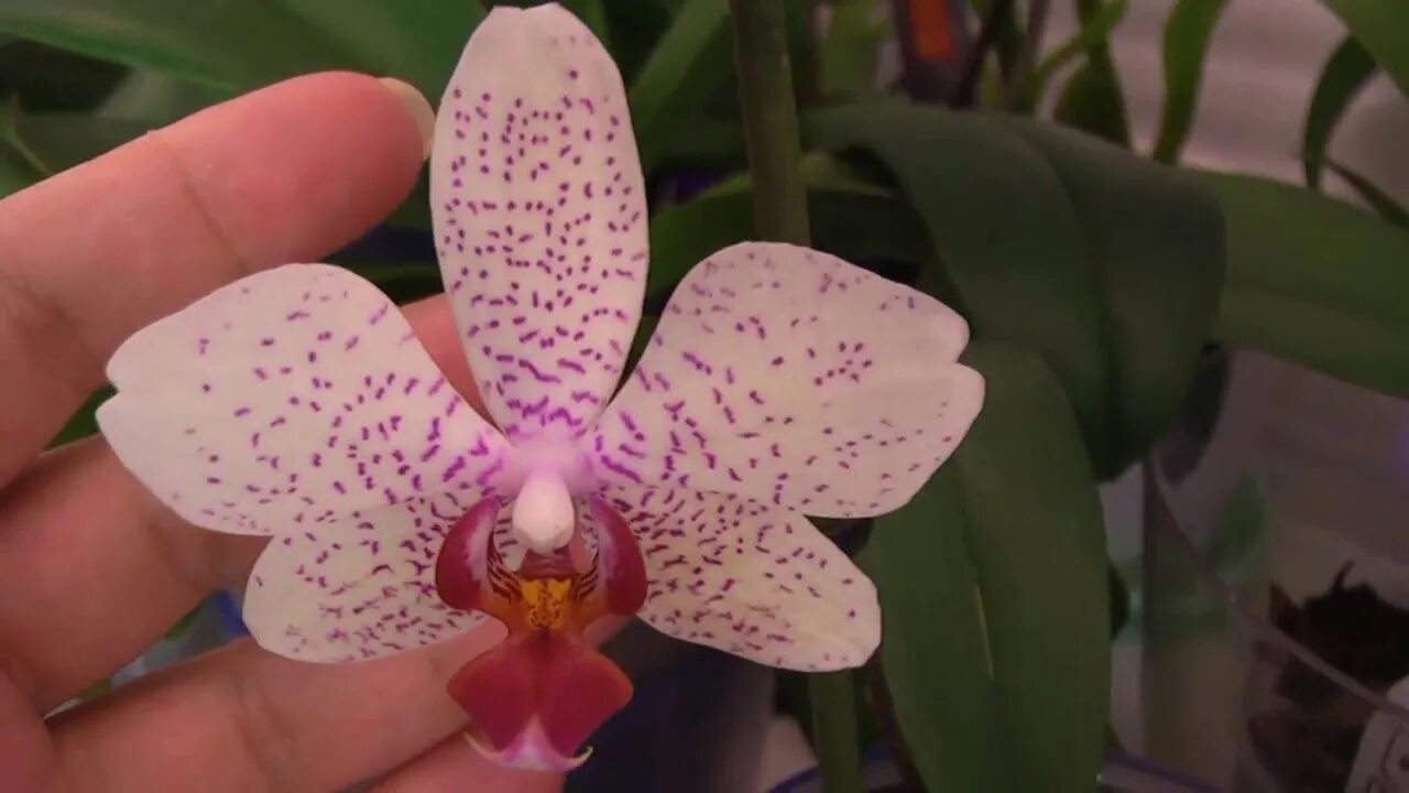 Imagen relacionada Orchid care, Orchids, Flowers perennials