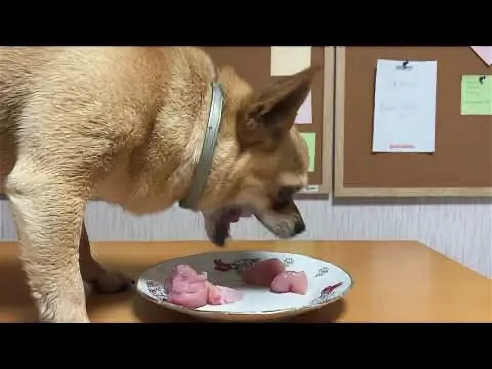Можно чихуахуа сырое мясо. Чихуахуа ест. мясо сырое которое едят чихуахуа. чихуахуа ест мясо. видотипичное питание собак.