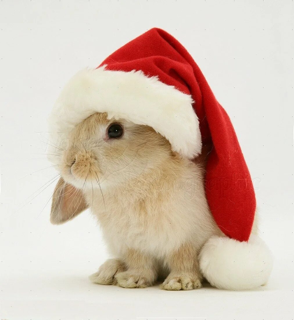 Новым годом зайчик. Новогодний кролик. Новогодний заяц. Кролик новый год. Зайчик новый год.