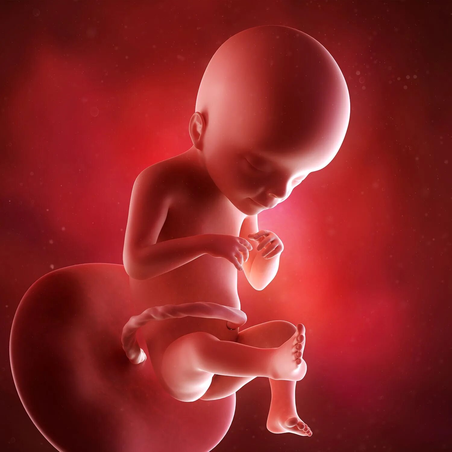 Ребенок в животе в 21 неделю. Плод на 21 неделе беременности. 21 Неделька беременности.