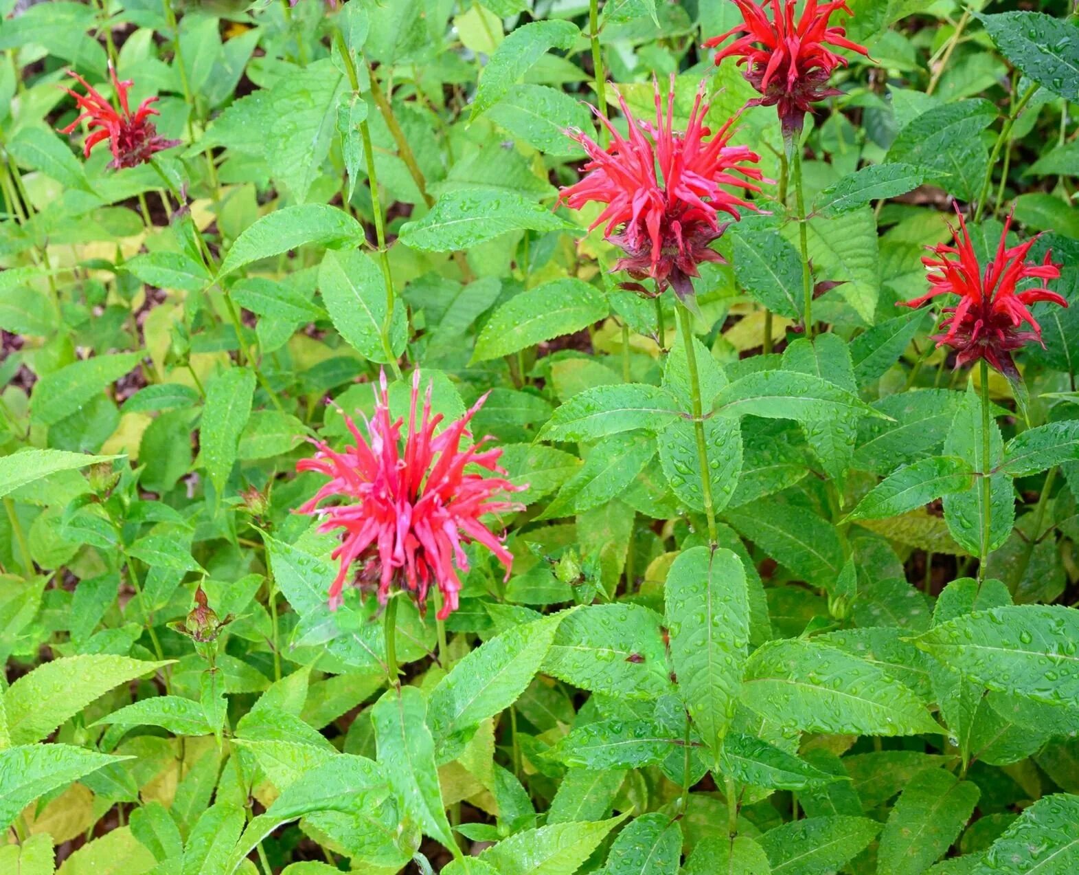 Монарда бергамотная. Монарда листья. Бергамот растение монарда. Монарда листья. Монарда листья.