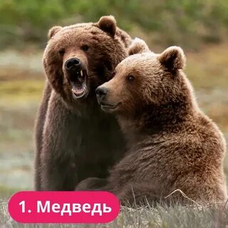 Медведи тоже