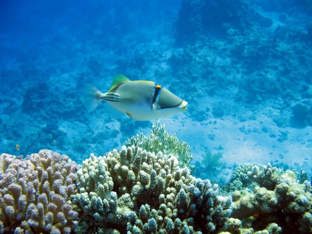 Карибская рифовая акула. Акулы шарм шейх. Рифовая акула шарм эль шейх. Рифовая акула шарм эль шейх. Рыба барракуда в египте шарм-эль-шейх.