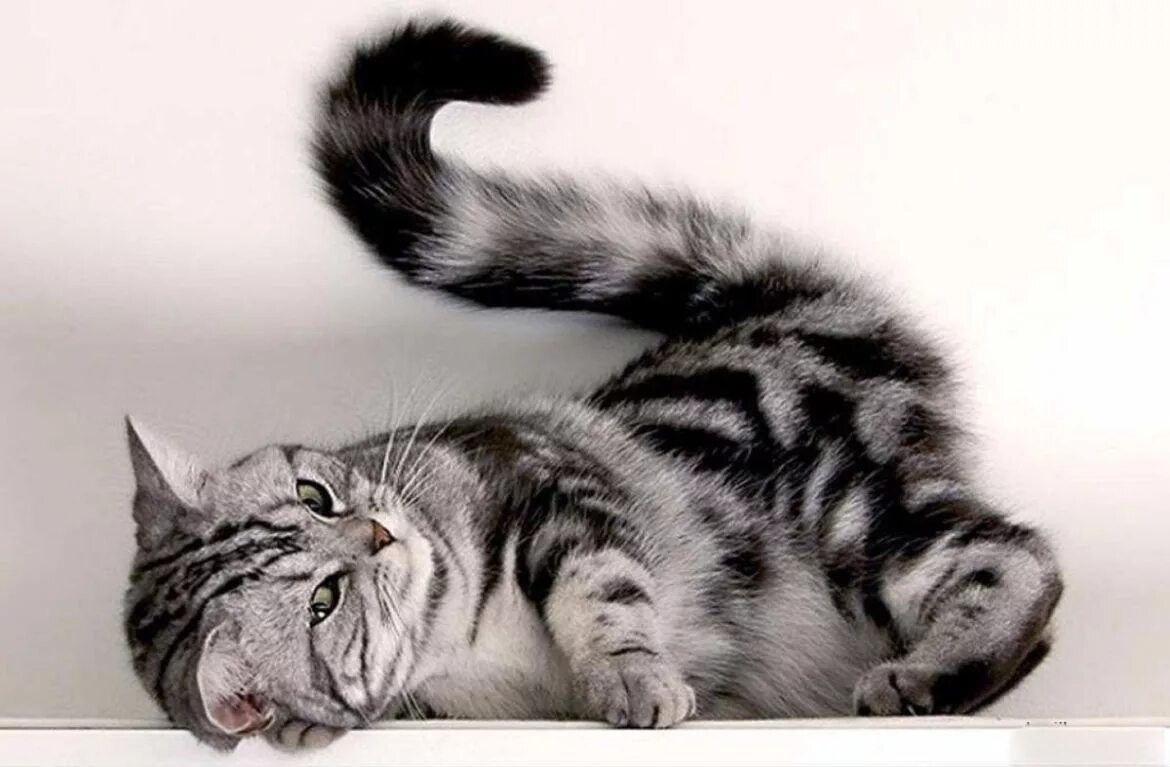 Кошки чрезвычайно терпеливы. Хвост кошки. Кошка лежит. Красивые позы кошек. Лежачая кошка.