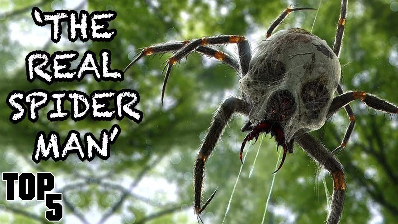 Включи кот паук. Огромный паук. Злой паук. Самых страшных пауков.