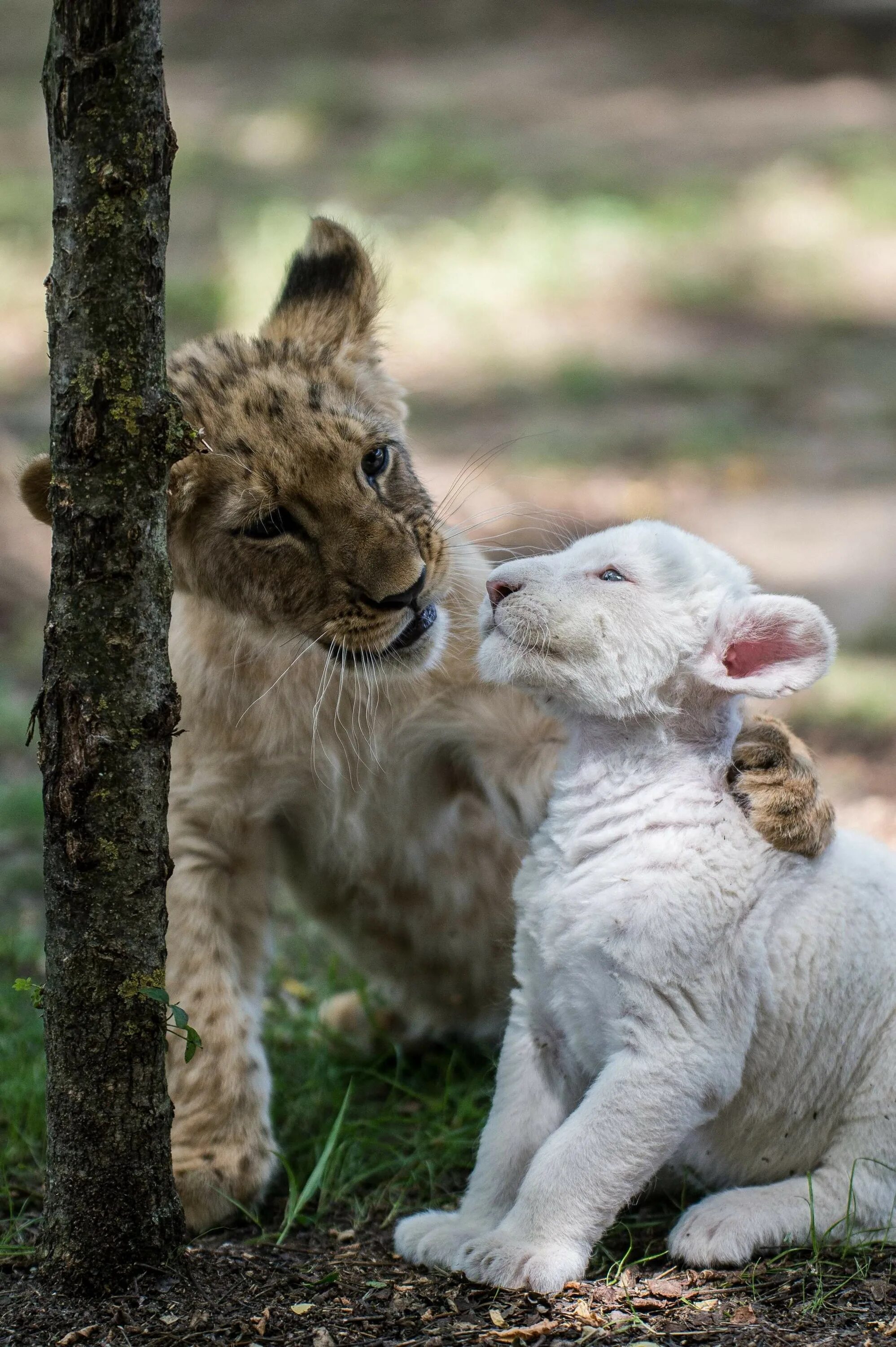 Ласковые звери фото. Лев и львица тигрята. Лев Львенок и львица вместе. Детеныши животных. Милые львята.