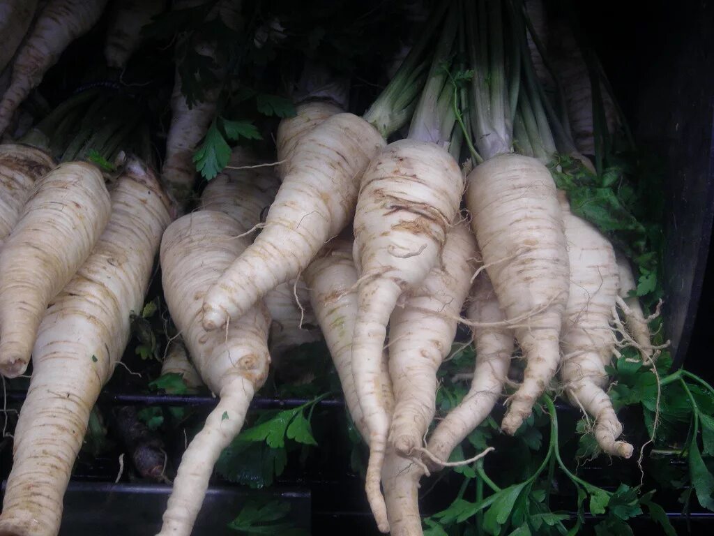 петрушка корневая. корневые сорта петрушки. корневые сорта петрушки. петрушка корневая. корневые сорта петрушки.