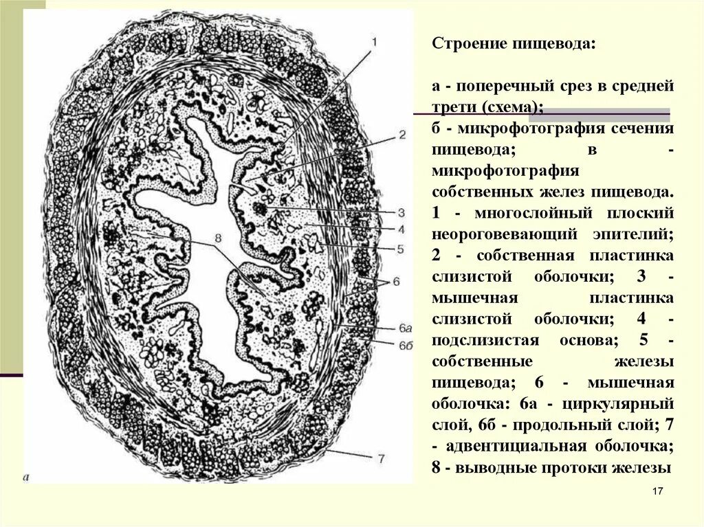 Данные поперечного среза. Стенка пищевода гистология. Строение оболочек стенки пищевода. Строение стенки пищевода гистология. Строение стенки пищевода поперечный срез.