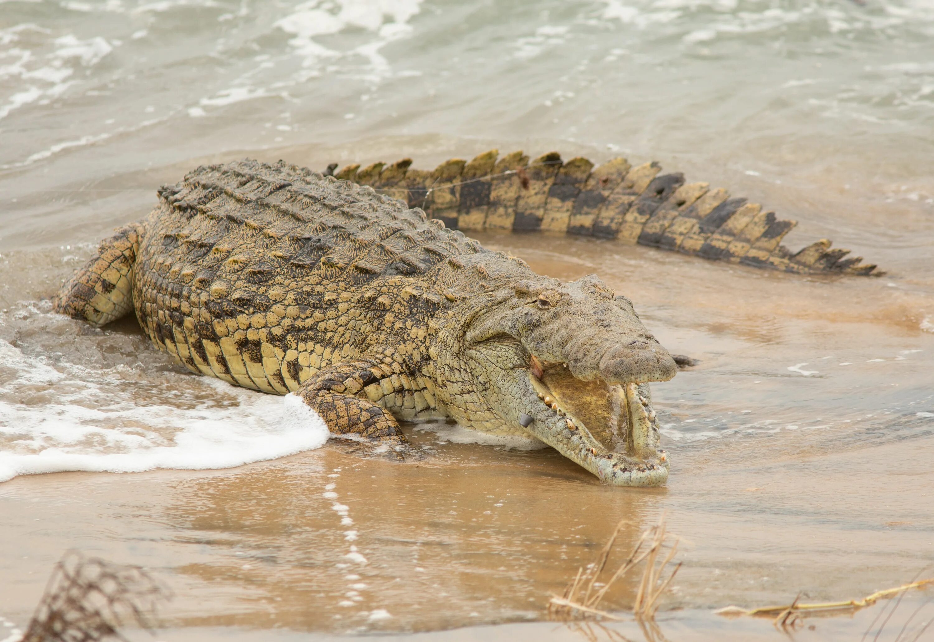 Африканский гребнистый крокодил. Австралийский узкорылый крокодил. Австралийский гребнистый крокодил морской. Австралийский гребнистый крокодил морской. Грозный гребнистый крокодил какаду.