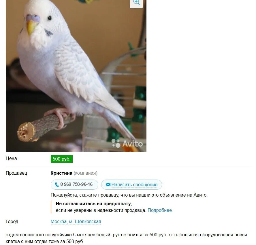 прикол про продажу попугая. заводчик корелл. авито попугаи краснодаре. молодые волнистые попугаи. объявление про попугая смешное.