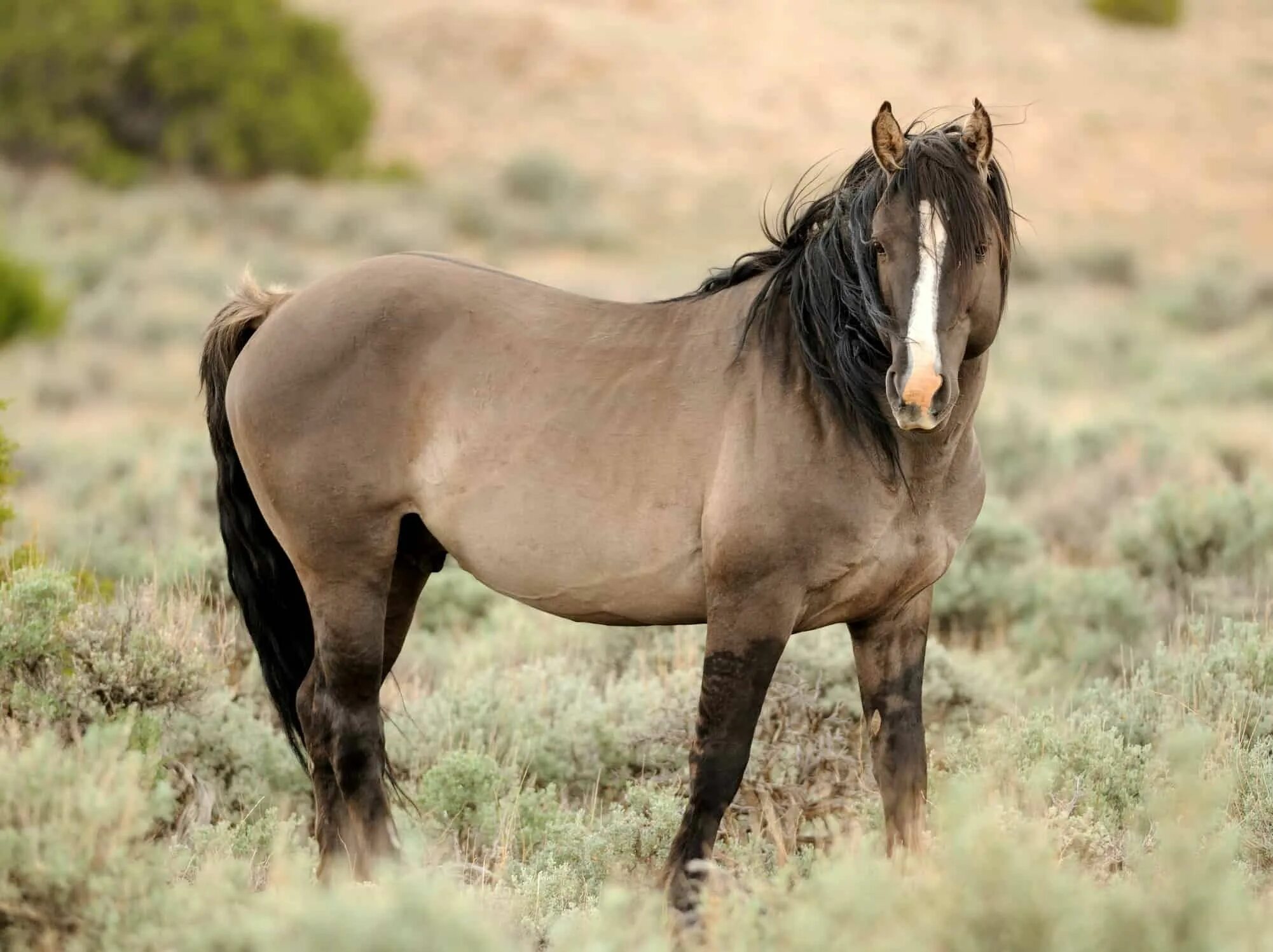 Дикие лошади. Дикий гнедой мустанг. Гоби пустыня и лошади пржевальского. Дикие лошади обитают. Дикие лошади обитают.