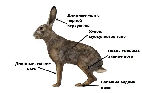 Сколько ног у кролика. Внешнее строение зайца. Внешнее строение зайца русака. Строение задних лап кролика. Заяц Беляк строение тела.