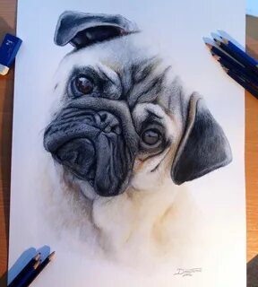 best animal drawing in the world