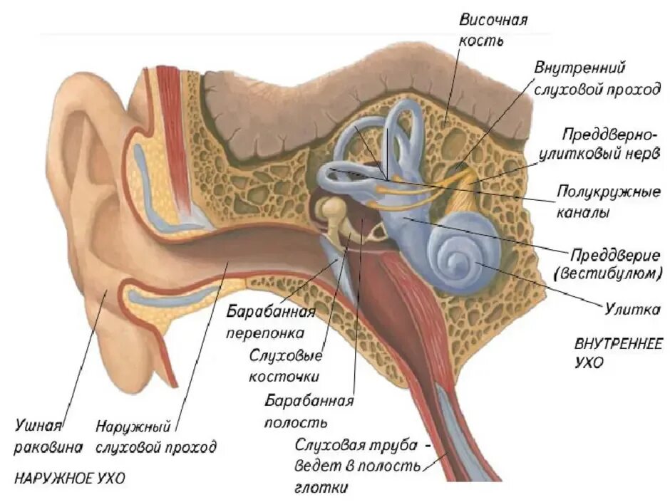 Слуховой анализатор 8 класс вестибулярный аппарат. Структуры уха и вестибулярного аппарата. Строение уха биология. Строение уха человека вестибулярный аппарат. Полость заполненная воздухом в ухе