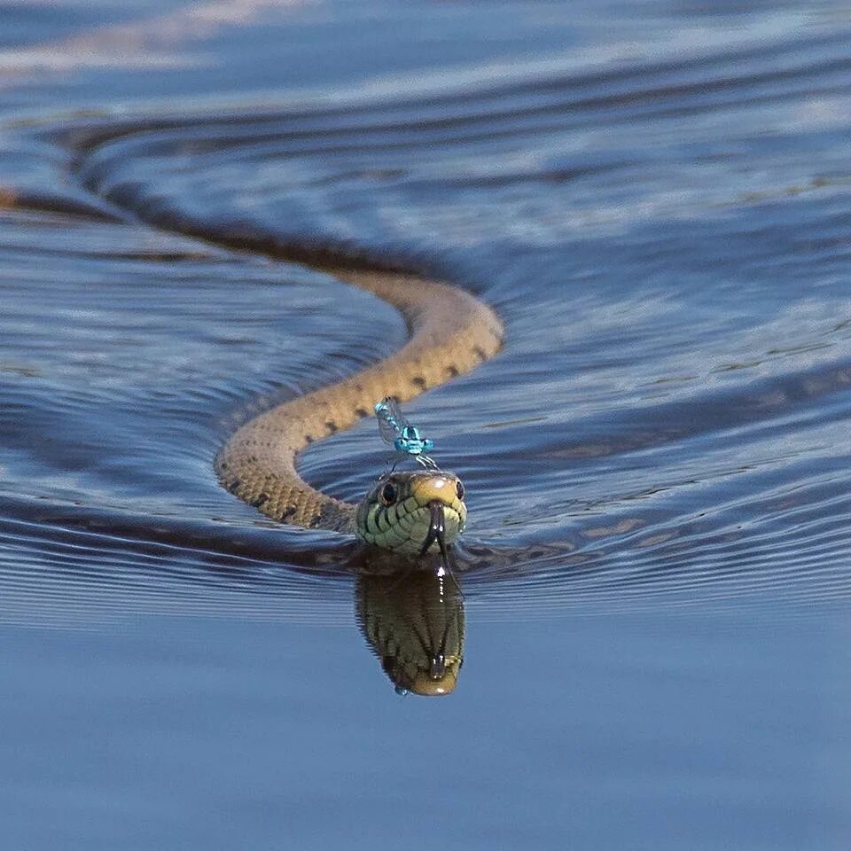 Snakethug. Гадюка водоплавающая. Морская гадюка. Плавающие змеи. Змея плывет.