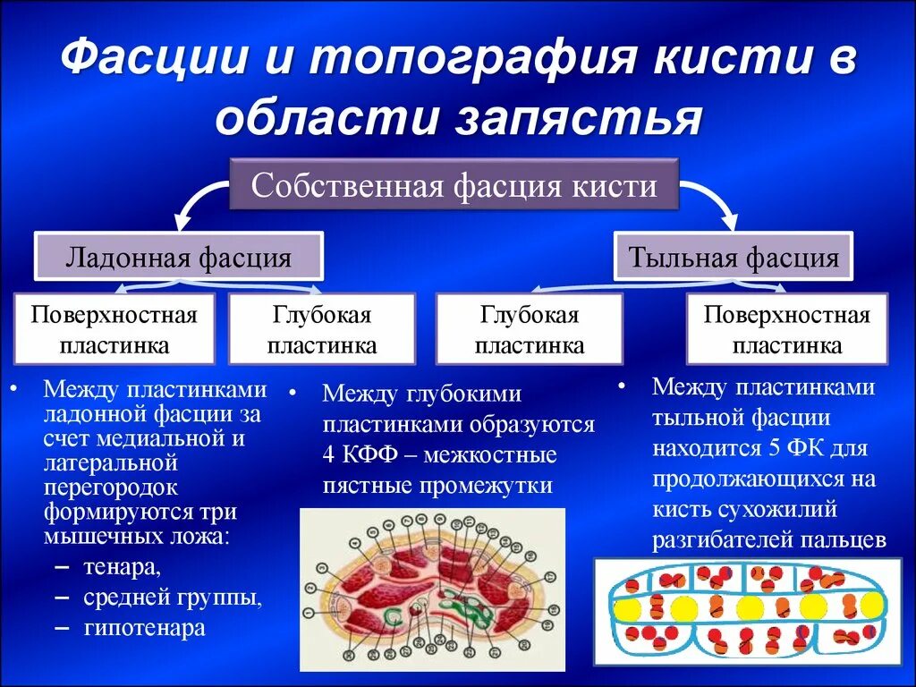 На ладони выделяют фасциальные ложа. На ладони выделяют фасциальные ложа. Собственная фасция кисти. Ложе кисти топографическая анатомия. Топографическая анатомия кисти фасциальные ложа.